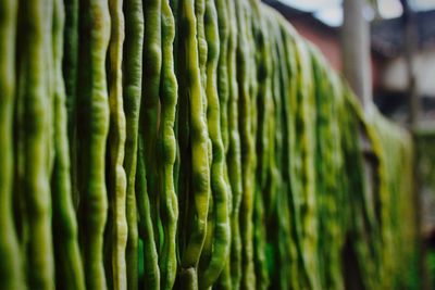 Close-up of green leaf