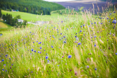 Purple flowers on field