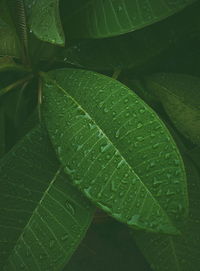 Close-up of wet plant leaves