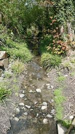 View of plants