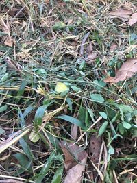 High angle view of plants on field