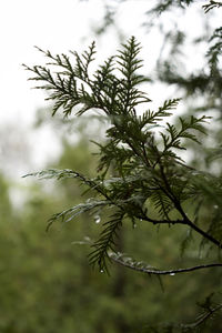 Close-up of wet tree branch