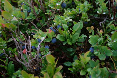 High angle view of plants growing on field