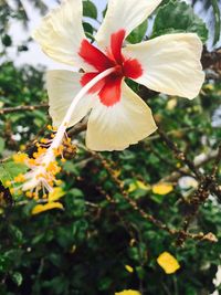 Close-up of flower against blurred background