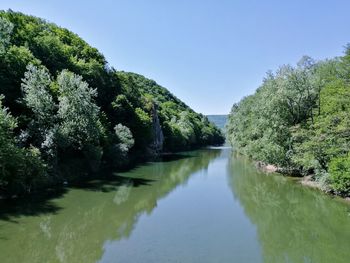 Scenic view of river amidst trees against clear sky