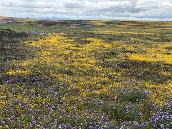 Scenic view of flowering plants on field against sky