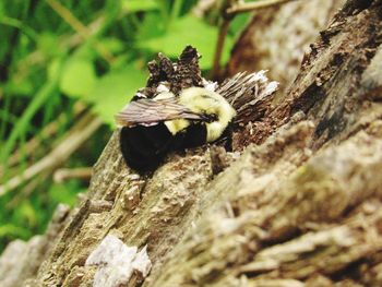 Close-up of insect on tree trunk