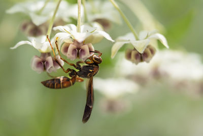 Wasp on blooming milkweed flower.