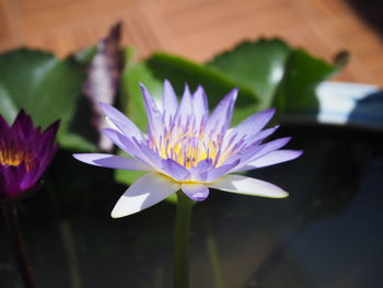 Close-up of purple water lily