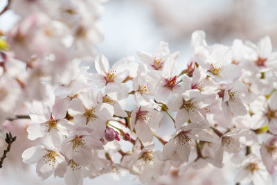 Close-up of white cherry blossoms in spring