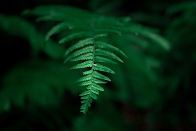 Close-up of fern leaves