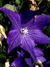 Close-up of purple flowers blooming outdoors