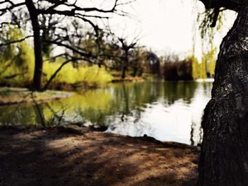 Scenic view of lake in forest