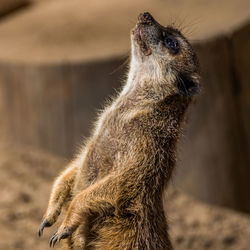 Side view of meerkat standing on field