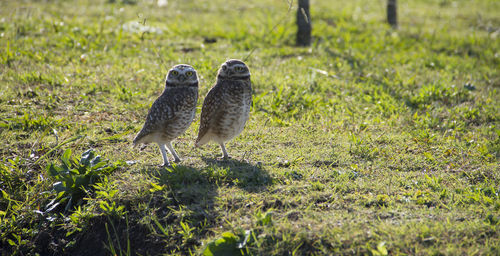 Two birds on field