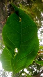 Close-up of green leaf