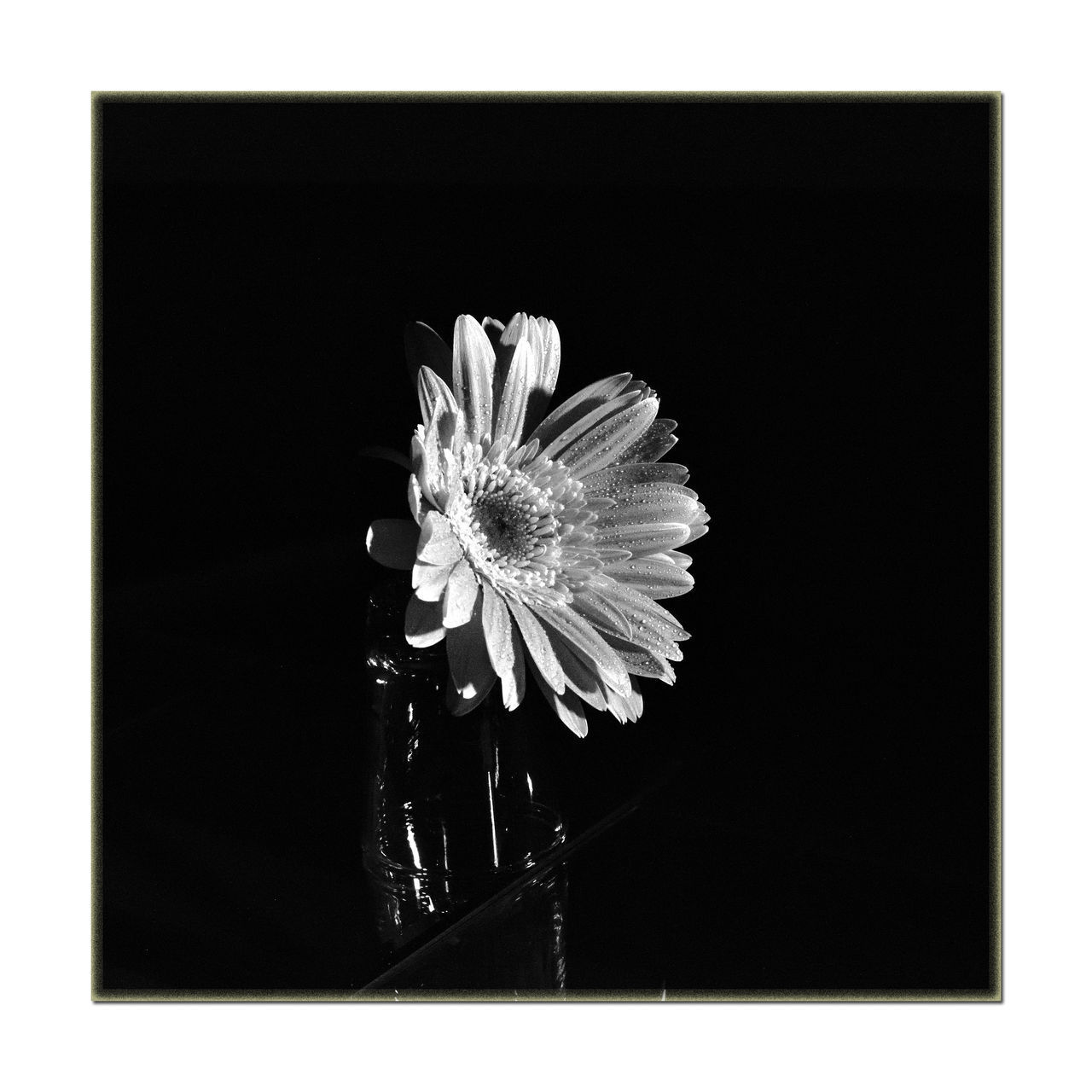 CLOSE-UP OF FLOWER ON BLACK BACKGROUND