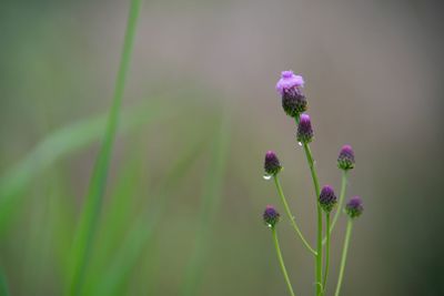 Close-up of pink flowering plant