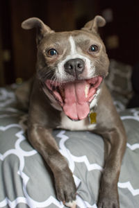 Portrait of dog sticking out tongue at home