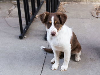 Cute unleashed red australian shepherd puppy with copper and white trim sitting on sidewalk 