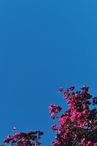 Low angle view of pink flowering tree against clear blue sky