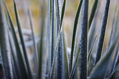 Full frame shot of plants