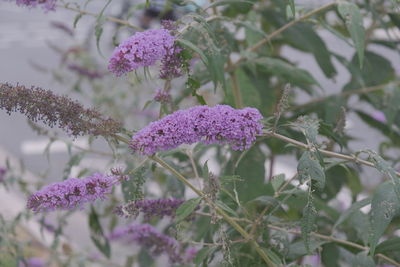 Close-up of purple flowering plants