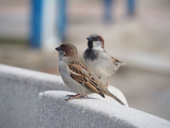 Close-up of bird perching on retaining wall