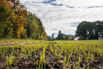 Scenic view of agricultural field against sky