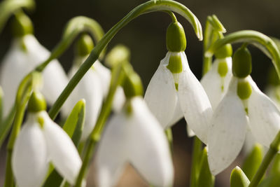 Close-up of white flowering plants