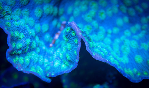 Close-up of coral in sea