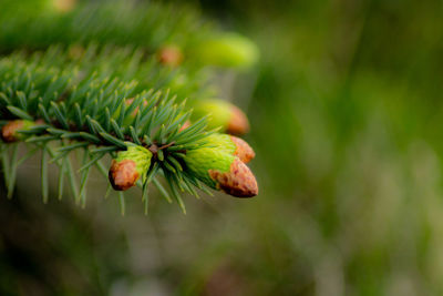 Close-up of pine tree