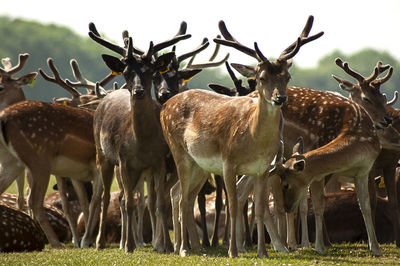 Deer in a field