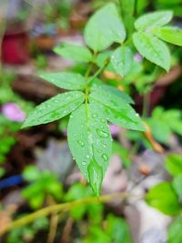 Close-up of raindrops on leaves