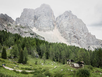 Cows standing by trees against mt pelmo