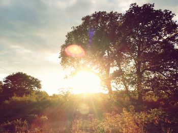 Sun shining through trees