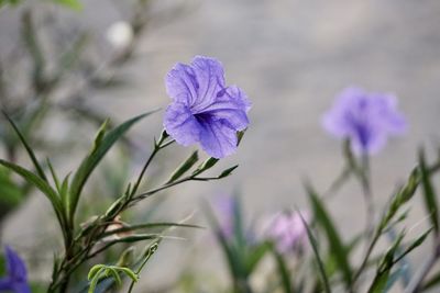 Close-up of purple flowering plant