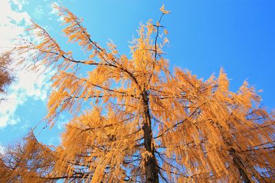 Low angle view of autumnal tree against blue sky