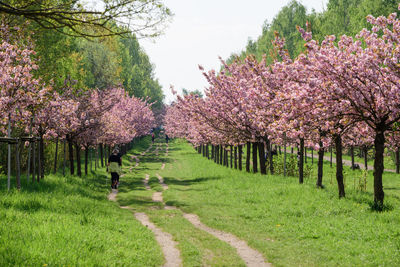 View of cherry blossom trees in park