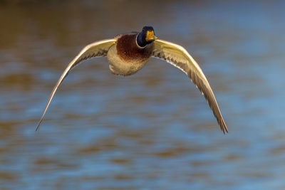 Bird flying over lake