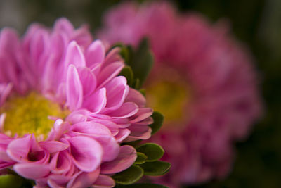 Close-up of pink flowers