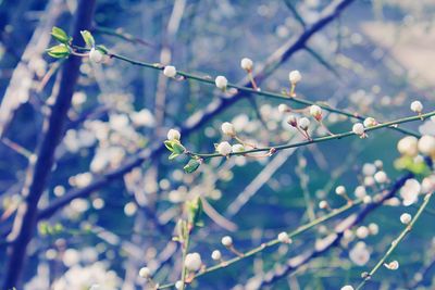 Close-up of flower on tree