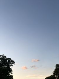 Low angle view of trees against sky