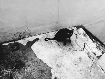 Close-up of black cat