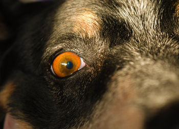 Close-up portrait of a dog