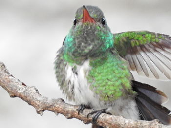 Close-up of parrot perching on branch