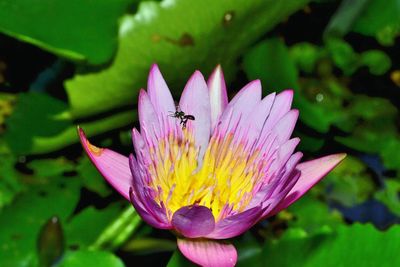 Close-up of insect on flower blooming outdoors