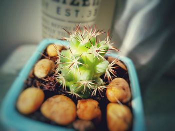 Close-up of succulent plant