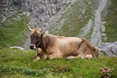 Cow relaxing on grassy field