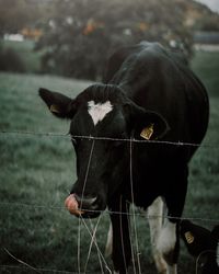 Cow standing on grassy field in farm